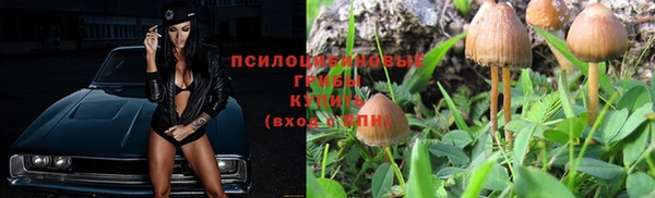 шишки Абаза